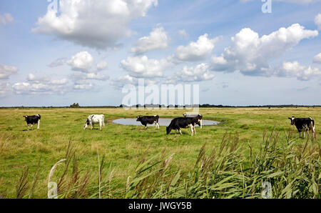 Vue sur les pâturages des bovins de race Frisonne de marais en les Broads Parc National à Potter Heigham, Norfolk, Angleterre, Royaume-Uni. Banque D'Images