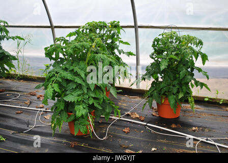 Printemps des plants de tomates en serre de plus en plus Banque D'Images