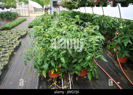 Les plants de tomates à différents stades de croissance Banque D'Images