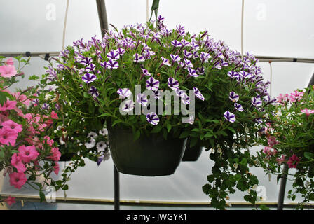 Mauve et blanc Petunia plantes dans un pot suspendu Banque D'Images