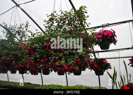 Violet et rose fuschia plantes suspendues dans la serre Banque D'Images