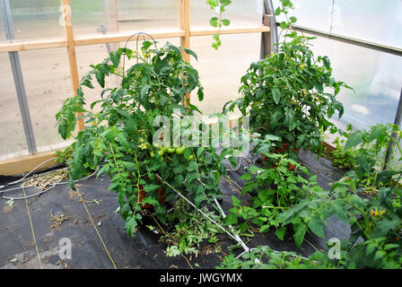 Printemps des plants de tomates en serre de plus en plus Banque D'Images