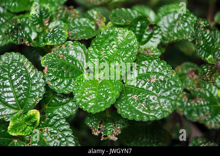 La mélisse pousse en touffes et se multiplie végétativement ainsi que par les graines. Banque D'Images