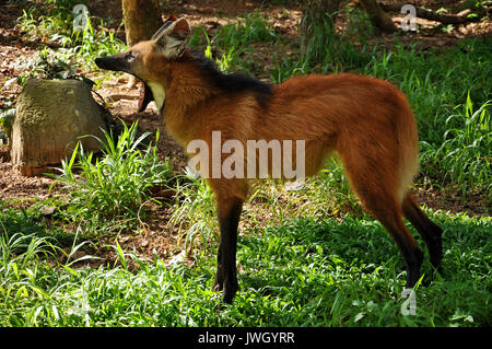 Le loup à crinière a souvent été décrit comme 'un renard roux sur pilotis' en raison de sa coloration similaire et l'aspect général, mais il est beaucoup plus grand que Banque D'Images