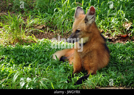 Le loup à crinière a souvent été décrit comme 'un renard roux sur pilotis' en raison de sa coloration similaire et l'aspect général, mais il est beaucoup plus grand que Banque D'Images