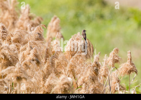 L'Stejneger Stonechat (Saxicola stejnegeri) avec reed Banque D'Images