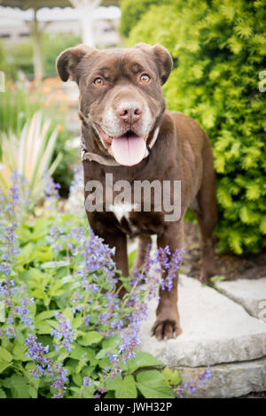 Un lobby de taille moyenne, brunies dog figure parmi les fleurs et arbustes d'un jardin. Banque D'Images