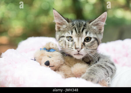 Un jeune tigre à rayures tabby kitten câlins avec un ours en peluche jouet. Banque D'Images