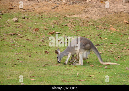 Les kangourous sont endémiques dans le pays de l'Australie. Banque D'Images