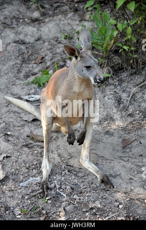 Les kangourous sont endémiques dans le pays de l'Australie. Banque D'Images