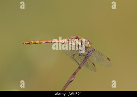 Un jeune homme vert commun, libellule Sympetrum striolatum, sur une tige de la plante. Banque D'Images