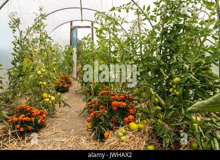 Haddington, East Lothian, Écosse, Royaume-Uni, 12 août 2017. Tomates et flamme de Marigold cresta, Tagetes erecta, poussant en serre. Marigolds et vignes de tomates en serre Banque D'Images