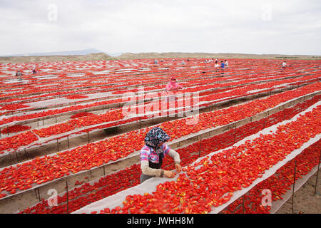 Beijing, Chine. 8e août, 2017. Dans Bayingol tomates sèches travailleurs préfecture autonome mongole du nord-ouest de la Chine, la Région autonome du Xinjiang Uygur, le 8 août 2017. Credit : Yan Zhijiang/Xinhua/Alamy Live News Banque D'Images