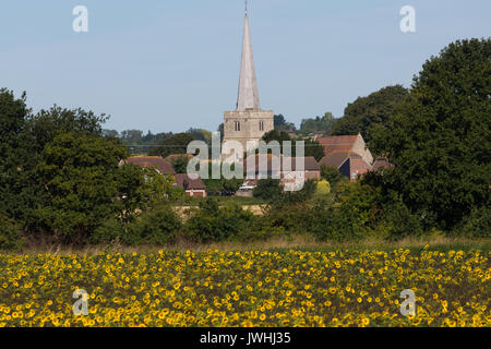 Hoo, Kent, Royaume-Uni. 13 août, 2017. Le tournesol à Hoo dans le Kent par un chaud matin, la fin de l'été. Rob Powell/Alamy Live News Banque D'Images