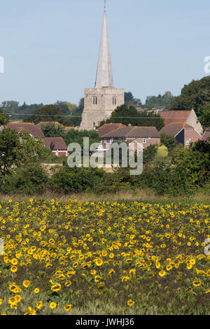 Hoo, Kent, Royaume-Uni. 13 août, 2017. Le tournesol à Hoo dans le Kent par un chaud matin, la fin de l'été. Rob Powell/Alamy Live News Banque D'Images