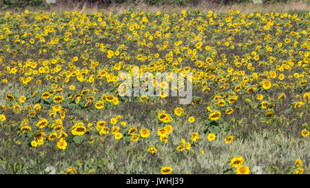 Hoo, Kent, Royaume-Uni. 13 août, 2017. Le tournesol à Hoo dans le Kent par un chaud matin, la fin de l'été. Rob Powell/Alamy Live News Banque D'Images