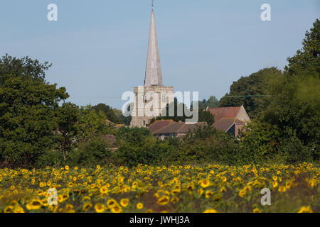 Hoo, Kent, Royaume-Uni. 13 août, 2017. Le tournesol à Hoo dans le Kent par un chaud matin, la fin de l'été. Rob Powell/Alamy Live News Banque D'Images