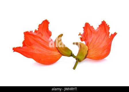 Fleur orange(Spathodea) isolé sur fond blanc Banque D'Images