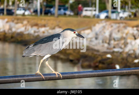 Bihoreau gris - Florianopolis, Santa Catarina, Brésil Banque D'Images
