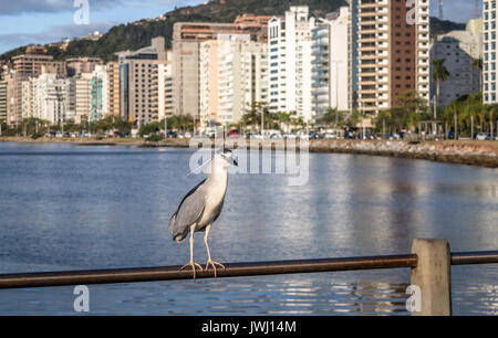 Bihoreau gris et vue sur la ville - Florianopolis, Santa Catarina, Brésil Banque D'Images