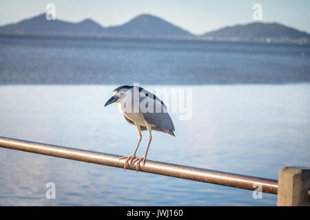 Bihoreau gris - Florianopolis, Santa Catarina, Brésil Banque D'Images