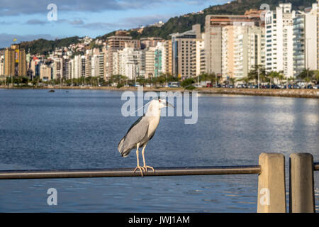 Bihoreau gris et vue sur la ville - Florianopolis, Santa Catarina, Brésil Banque D'Images