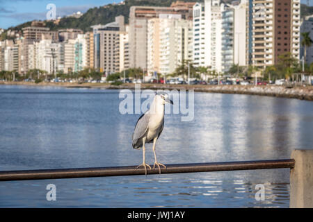 Bihoreau gris et vue sur la ville - Florianopolis, Santa Catarina, Brésil Banque D'Images