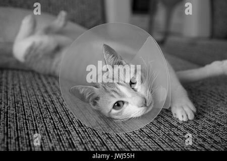 Un jeune chat femelle, se sentir désolé pour elle-même avoir été châtré Banque D'Images