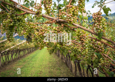 Vignoble et les raisins endommagés après une tempête de grêle détruisant les récoltes. La grêle ont presque entièrement détruit la récolte. Banque D'Images