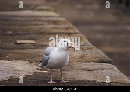 Mouette oiseau mangé un repas d'un poisson mort il a pris sur la digue à Hartlepool UK Angleterre Banque D'Images