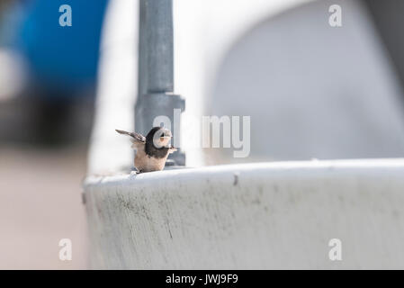 Un mineur Swallow (Hirundo rustica) perché sur une rampe de bateau Banque D'Images