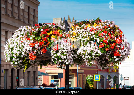 Petunia fleurs en pots. Les plantes à fleurs, la décoration de la rue Banque D'Images