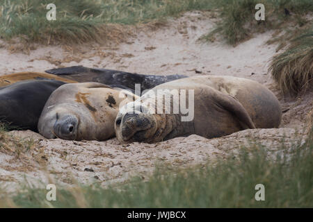 Les éléphants de mer, sur la plage, l'île de la carcasse Banque D'Images