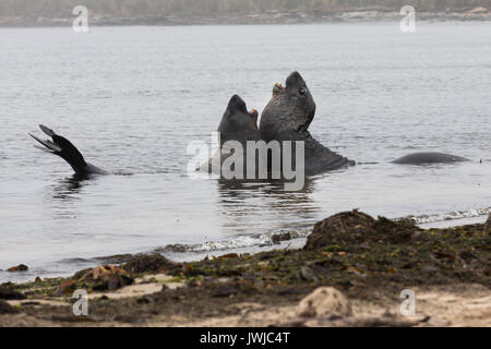 Les éléphants de mer, sur la plage, l'île de la carcasse Banque D'Images