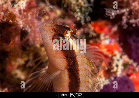 Parablennius rouxi à rayures (blennies), l'escala, Costa Brava, Catalogne, Espagne Banque D'Images