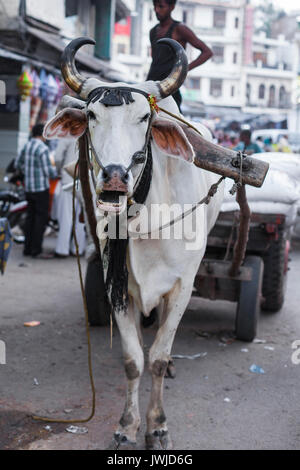 La vache porte un panier dans les rues de Delhi Banque D'Images