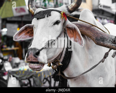 La vache porte un panier dans les rues de Delhi Banque D'Images