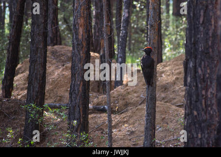 Un grand pic de bec sur un arbre dans les bois. Banque D'Images