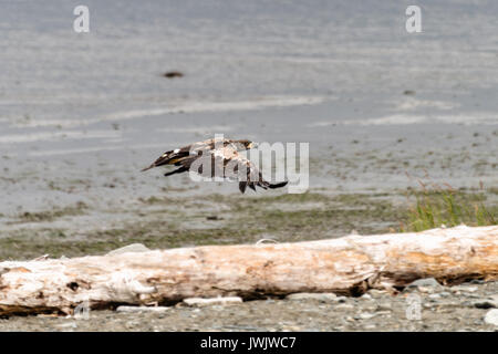 Un pygargue à tête blanche immature vole le long de la plage, à l'McNeil River State Game Sanctuary sur la péninsule de Kenai, en Alaska. Le site distant est accessibles qu'avec un permis spécial et est la plus importante population saisonnière d'ours bruns dans leur environnement naturel. Banque D'Images