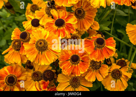 Fleurs orange vif de Helenium éternueed, premier Flowerer de Sahin, avec bourdon, Écosse, Royaume-Uni Banque D'Images