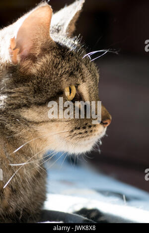 Un portrait en gros plan d'un chat tabby adultes portant dans un patch Sun Banque D'Images