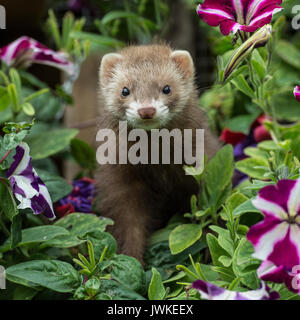 furet Banque D'Images