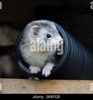 Ferret dans une gouttière Banque D'Images