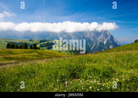 Alpe di Siusi, Dolomites, Italie du Nord Banque D'Images