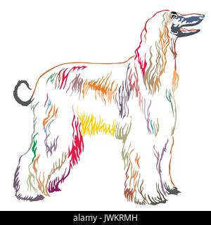Portrait décoratives colorées de l'article profil de Greyhound afghane, vector illustration isolé sur fond blanc Illustration de Vecteur