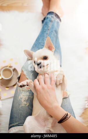 Une jeune femme portant des jeans en détresse assis sur plancher bois sur un tapis de fourrure blanche à la maison et caressant un chien mignon Chihuahua. E féminin lumineux d'or Banque D'Images