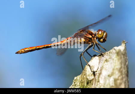 Libellule européenne vagrant darter (Sympetrum vulgatum) mâle, en Finlande. Banque D'Images