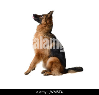 Fluffy jeune berger allemand en exposition standing against white background. Chien de race pure dans le rack. Banque D'Images