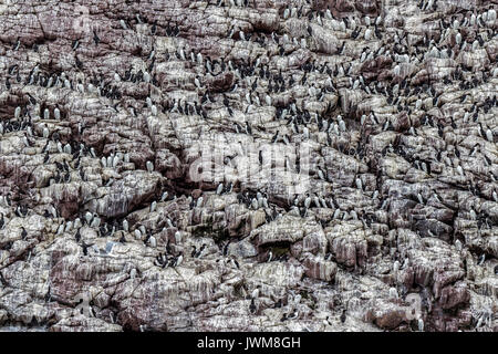 Les Guillemots marmettes sur barres rocheuses SUR DES ÎLOTS DANS WITLESS BAY. Banque D'Images