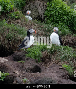 Terre-neuve est l'un des principaux lieux de reproduction des macareux moine. Ils sont courts, comique d'oiseaux qui vivent dans les tunnels le long des falaises. Banque D'Images